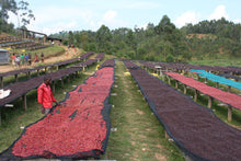 Camas africanas para el secado de las cerezas de café en el proceso natural. Café de especialidad de Burundi tostado en Málaga por Artisan Coffee